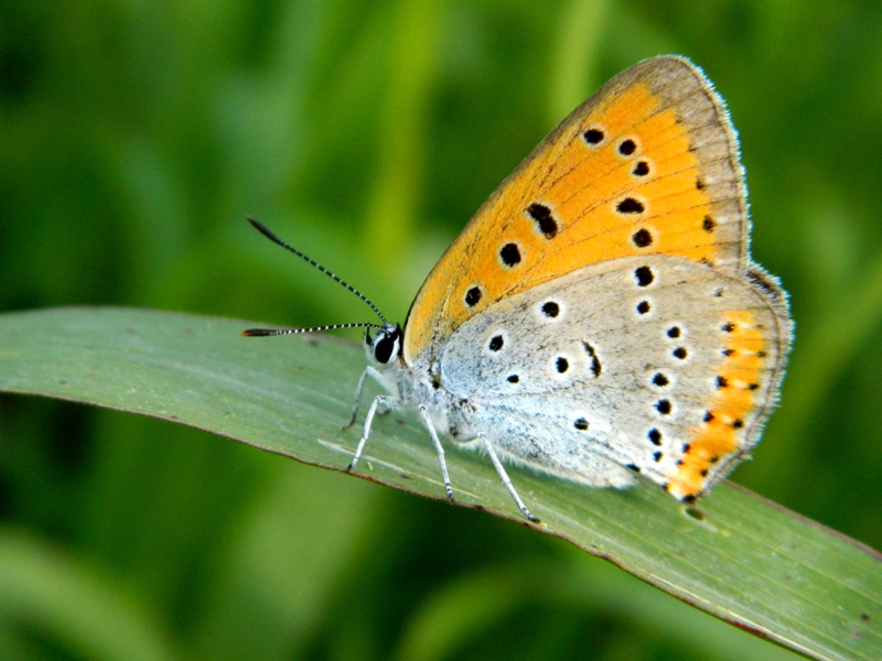 Finalmente Lycaena dispar!